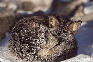 战略RPG新作《妖精剑士F RefrainChord》两首新插曲公开